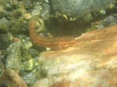 Stiphodon atropurpureus