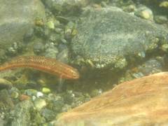 Stiphodon atropurpureus