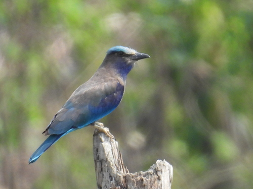 Indochinese Roller