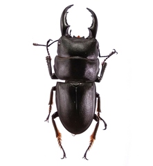 Dorcus intermedius