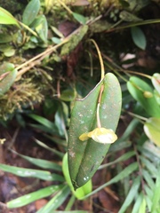 Pleurothallis octavioi