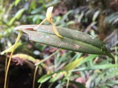 Pleurothallis octavioi