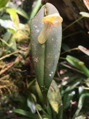 Pleurothallis octavioi