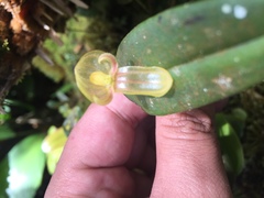 Pleurothallis octavioi