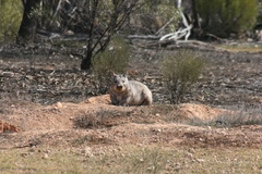 Lasiorhinus latifrons