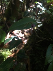 Pleurothallis odobeniceps