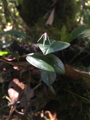 Pleurothallis odobeniceps