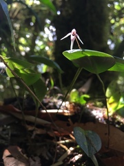 Pleurothallis odobeniceps