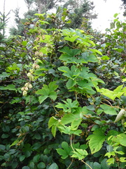 Humulus lupulus lupulus