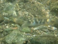 Rhinogobius gigas