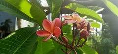 Plumeria rubra