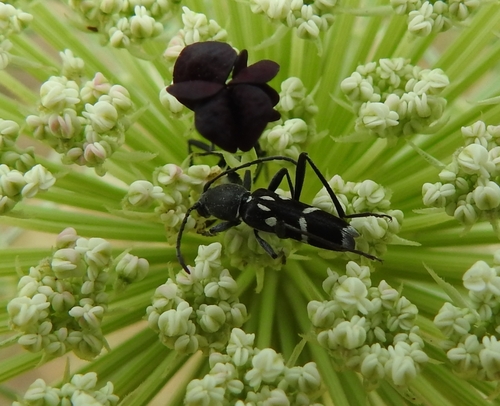 Chlorophorus pelleteri
