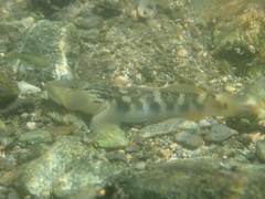 Rhinogobius gigas