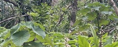 Homalanthus fastuosus, photograph (c) 胡正恆(Jackson Hu), some rights reserved (CC BY)