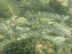 Rhinogobius gigas