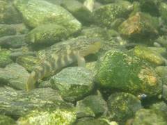 Rhinogobius gigas