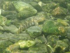 Rhinogobius gigas
