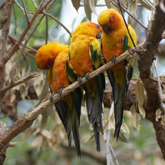 Aratinga solstitialis