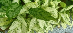 Dieffenbachia