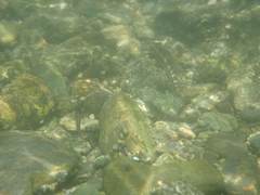 Sicyopterus japonicus