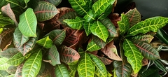 Codiaeum variegatum