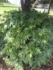 Geranium maderense