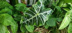 Alocasia amazonica