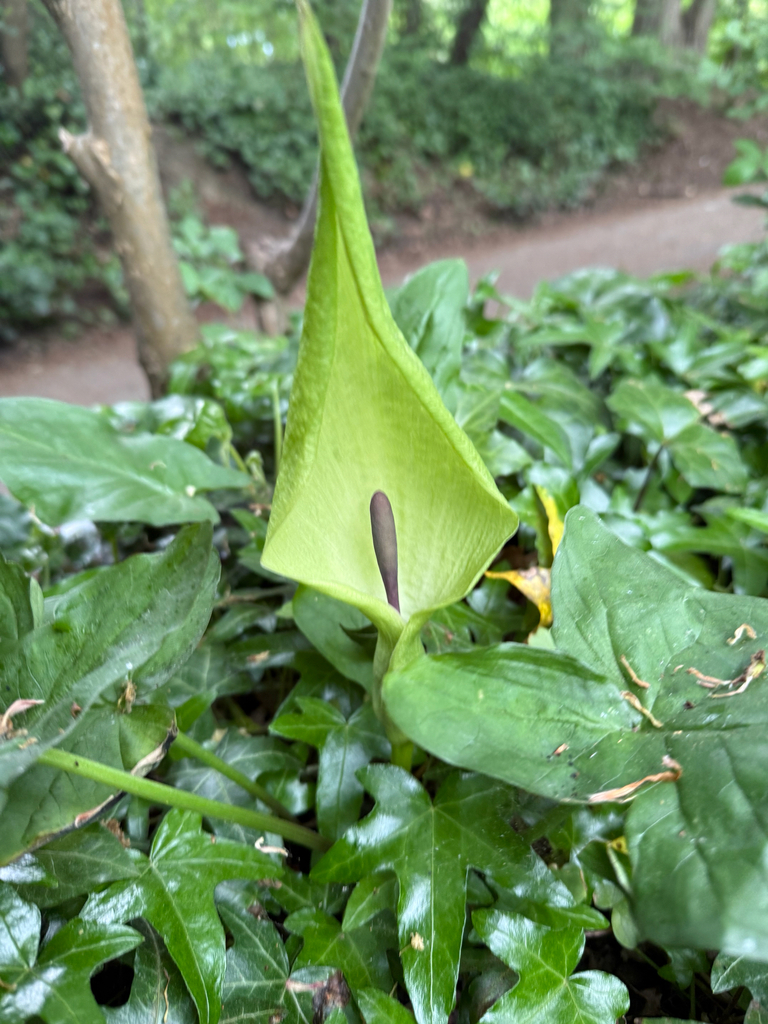 Arum maculatum