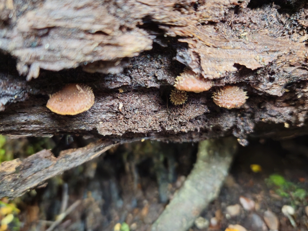 Psathyrella echinata · May 2025 · photo: © tyler_mcbeth (iNaturalist, cc-by-nc)