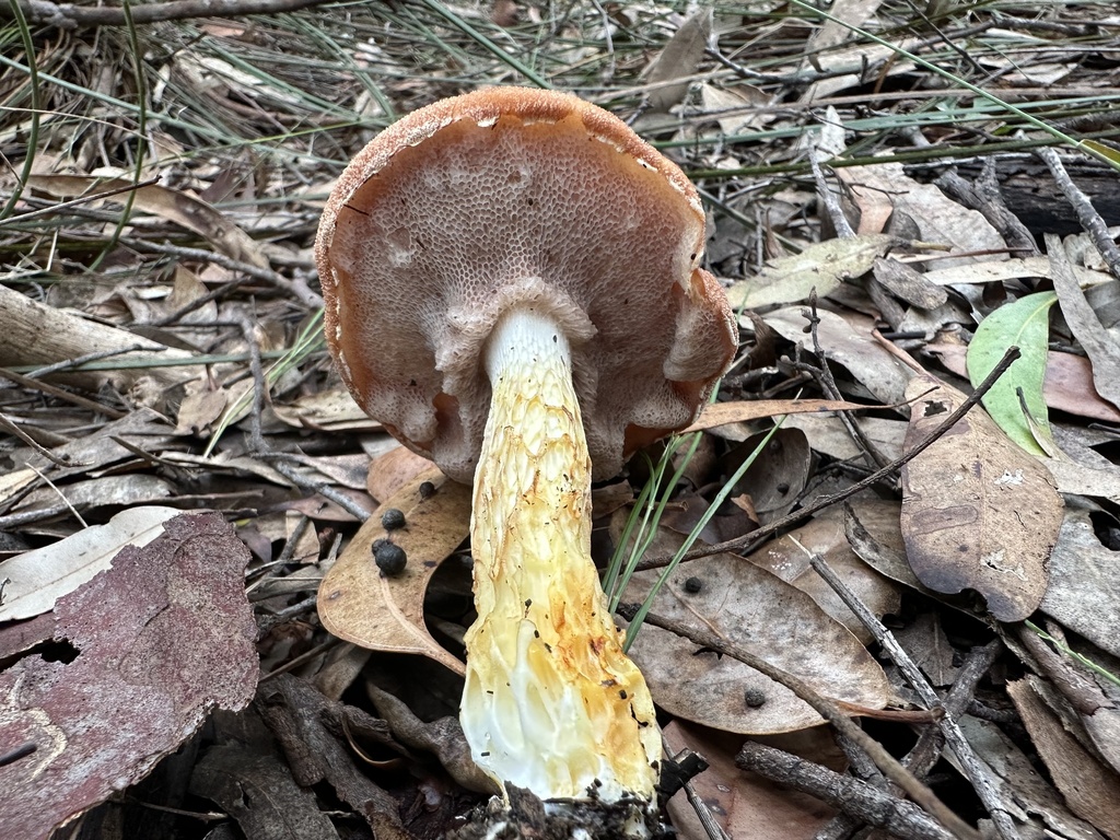 Austroboletus occidentalis · May 2025 · photo: © prossington (iNaturalist, cc-by)