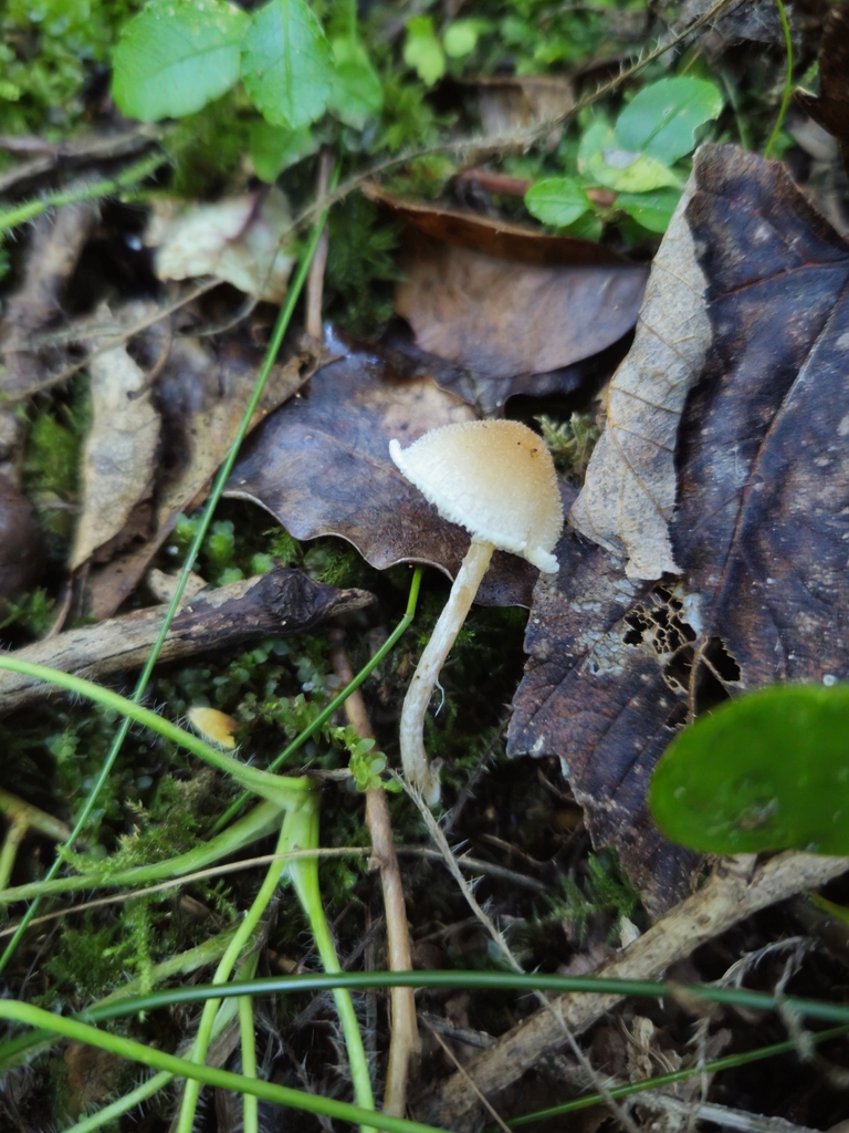 Tympanella galanthina · May 2025 · photo: © tyler_mcbeth (iNaturalist, cc-by-nc)