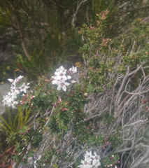 Epacris cerasicollina