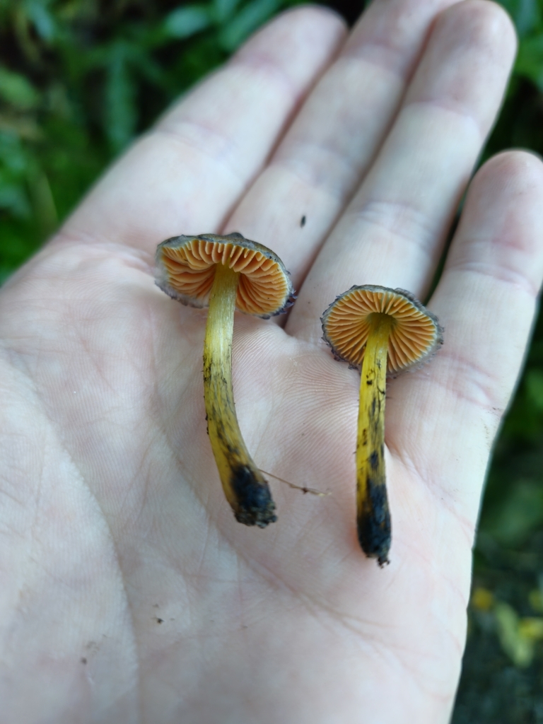 Hygrocybe astatogala · May 2025 · photo: © tyler_mcbeth (iNaturalist, cc-by-nc)
