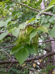 Fraxinus nigra image