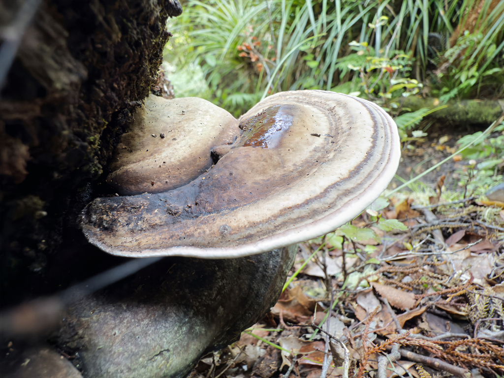 Neofomitella hemitephra · May 2025 · photo: © jeremy_rolfe (iNaturalist, cc-by)