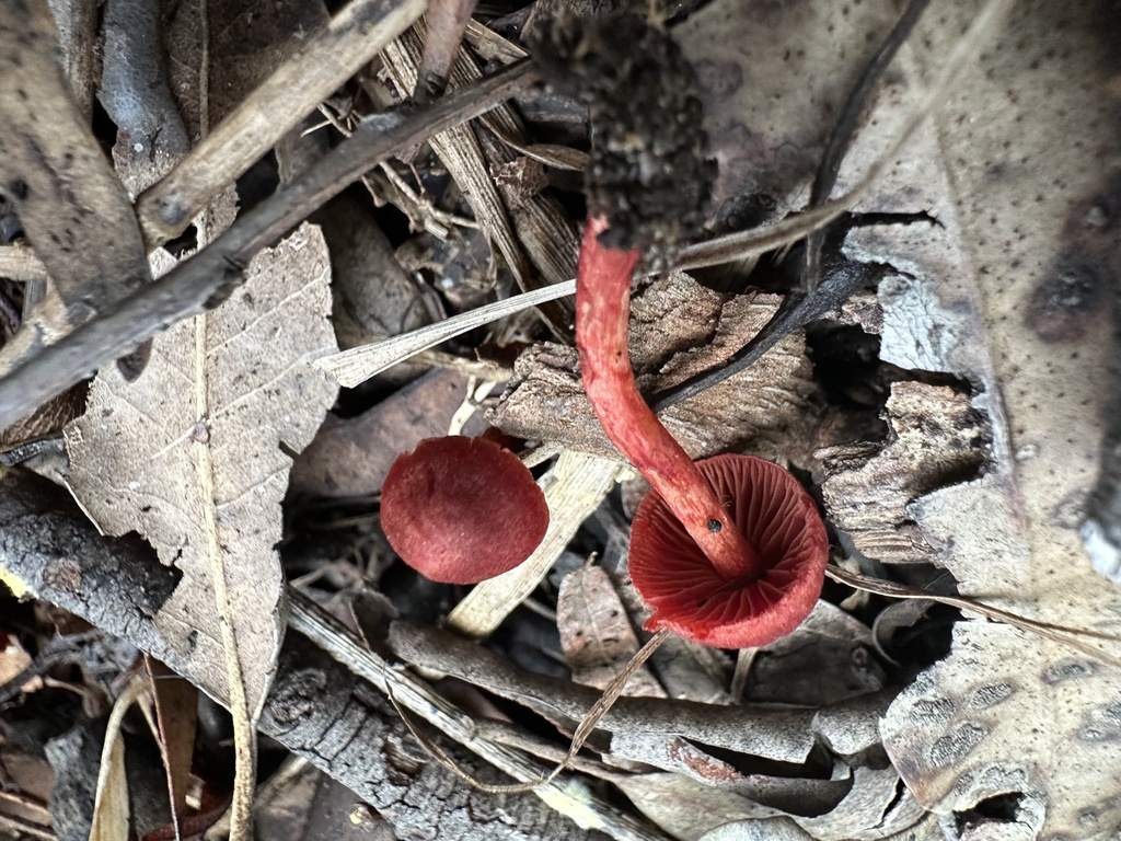 Cortinarius cruentoides · May 2025 · photo: © prossington (iNaturalist, cc-by)