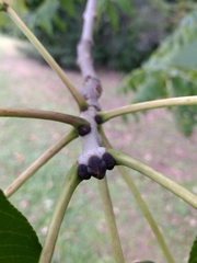 Fraxinus nigra image