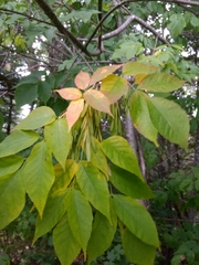 Fraxinus nigra image