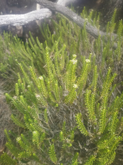 Ozothamnus lycopodioides