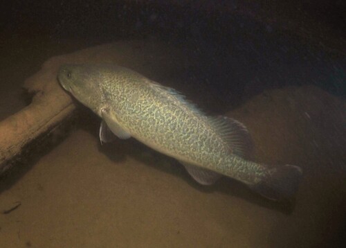 Murray cod (Maccullochella peelii) — Percichthyidae