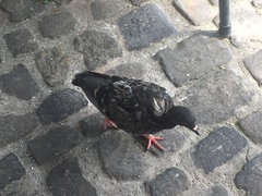 Columba livia domestica