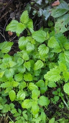 Urtica dioica