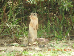 Ictidomys parvidens