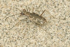 Ellipsoptera puritana