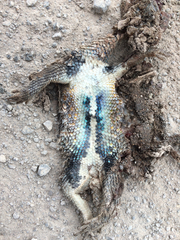 Sceloporus bimaculosus