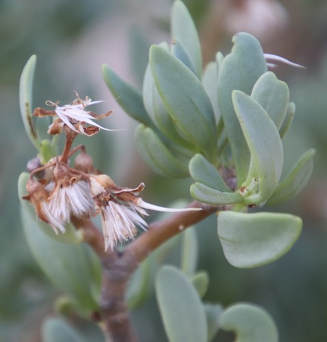 Image of Pork Babooncabbage by (c) Tony Rebelo, some rights reserved (CC BY-SA)