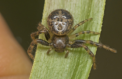 Xysticus bimaculatus