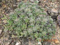 Coryphantha macromeris runyonii