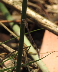 Indolestes insularis