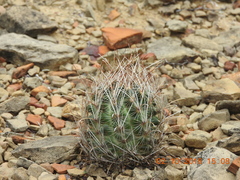 Ancistrocactus scheeri